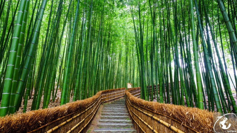kyoto'da gezilecek yerler bambu ormani